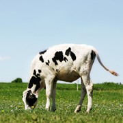 Young Cow Grazing 2