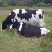 freezian cows