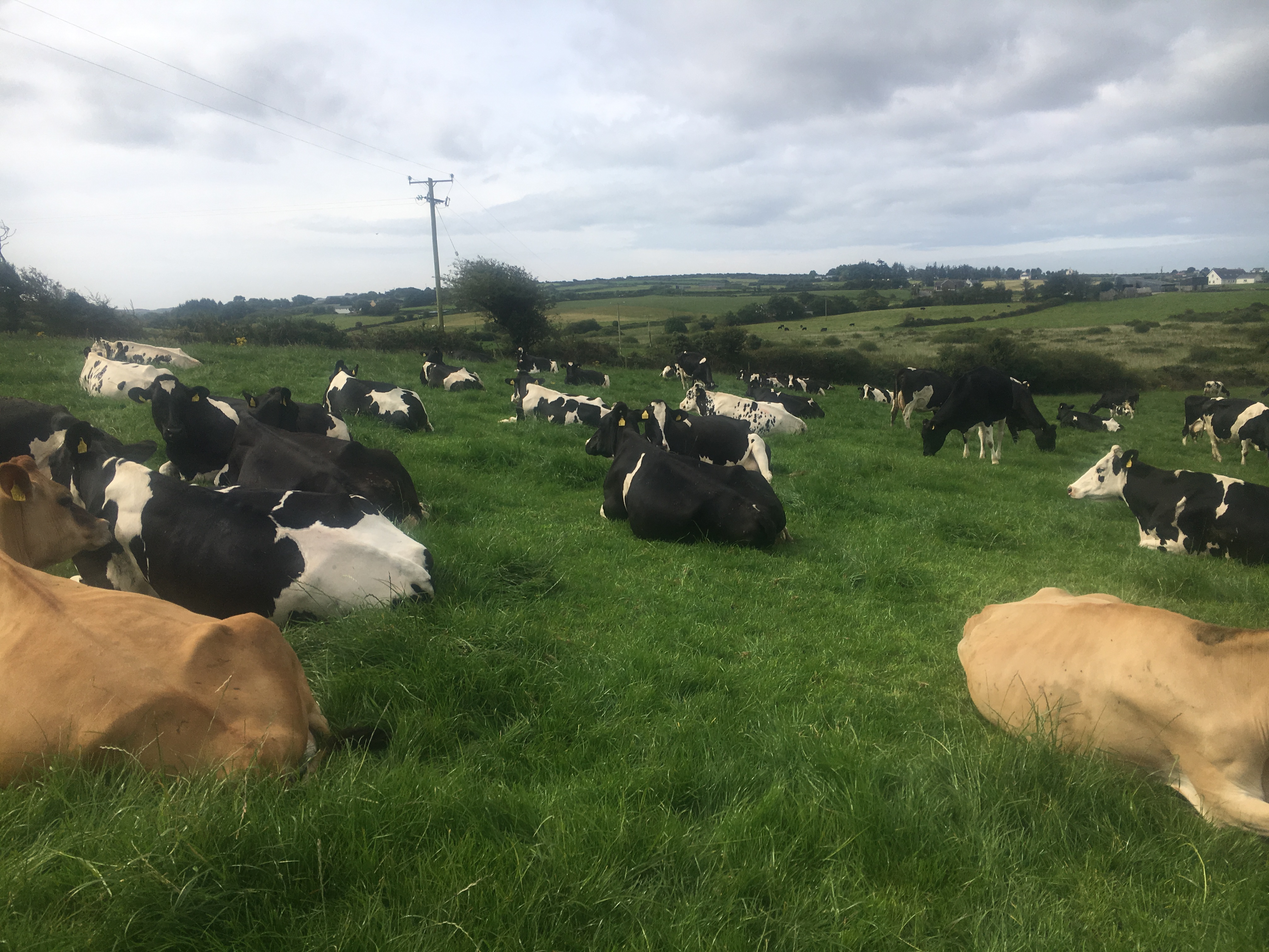 Managing Autumn Grass